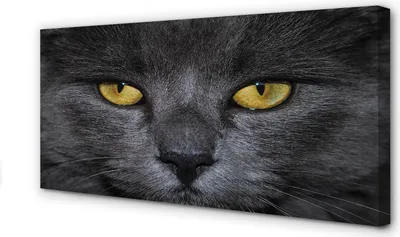 Produktbild von Leinwandbild 120x60 Wandkunst Schwarze Katze