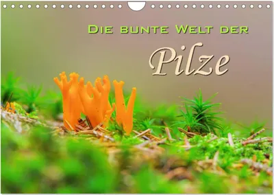 Produktbild von Die bunte Welt der Pilze (Wandkalender 2025 DIN A4 quer), CALVENDO Monatskalender