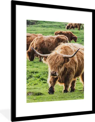 Produktbild von MuchoWow® Gerahmtes Poster Schottischer Hochländer - Kühe - Gras 60x80 cm - Poster mit Schwarzem Bilderrahmen Wandposter Rahmen Foto Bilder - Wohnzimmer - Dekorationen - Prämie