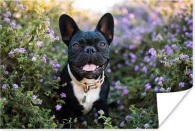 Produktbild von MuchoWow® Poster Französische Bulldogge - Blumen - Lila 180x120 cm - Fotoplakat