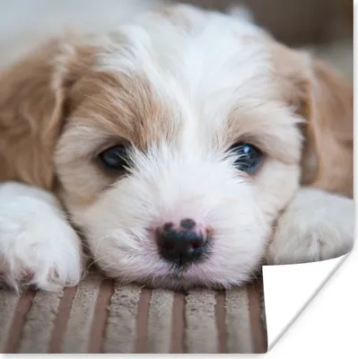 Produktbild von MuchoWow® Poster Nahaufnahme eines Cavachon-Welpen 50x50 cm - Wohnzimmerdekoration