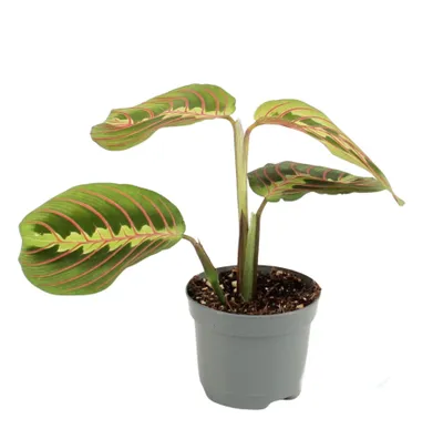 Produktbild von Maranta leucora 'Fascinator' 25cm Zimmerpflanze