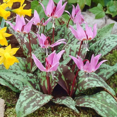 Obrázok produktu pre Stojan pre psov - 10 x Erythronium Dens Canis