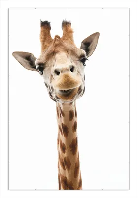 Produktbild von Wallario Wandbild Giraffenkopf, Größe: 61 x 91,5 cm, Poster mit rahmenlosen Bildhalter