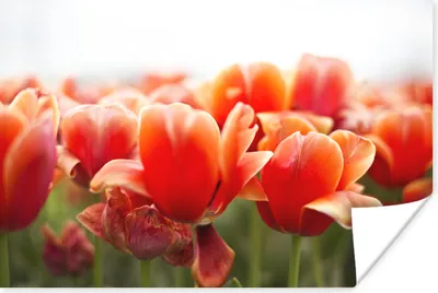 Produktbild von MuchoWow® Poster Bild der Blätter von roten Tulpen 90x60 cm - Schlafzimmer