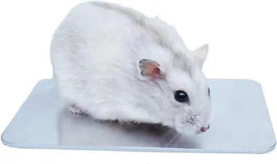 Sonstiges Kleintierzubehör, Hauptbild