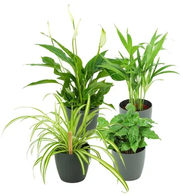 Produktbild von Zynesflora Luftreinigende Zimmerpflanzen 4Er Set im Blumentopf Grau - Grünpflanzen Spathiphyllum Vivaldi, Areca Palme, Chlorophytum Grünlilie, Coffea Arabica - Höhe: 30-40 cm