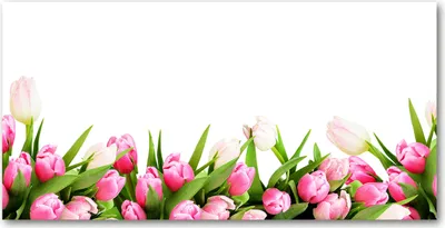 Produktbild von Tulup Glas-Bild -140x70- Wandkunst Dekorative Wand für Küche & Wohnzimmer - Blumen & Pflanzen - Rosa Tulpen - Rosa