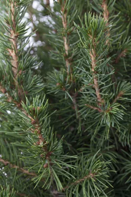 Produktbild von Zuckerhutfichte Conica 30-40 cm, im Topf - Picea glauca, immergrün