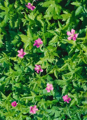 Produktbild von Geranium palustre, Sumpf-Storchschnabel, rosa Blüten, ca. 9x9 cm Topf