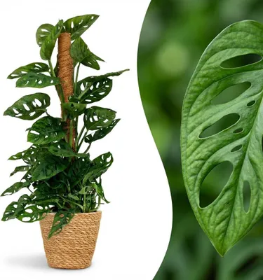 Produktbild von Green boutiQ - Zimmerpflanze - Monkey Mask - Monstera Adansonii Moosstab - Grün - Pflegeleicht - 1 Pflanze - mit Korb - Topf 19cm - Höhe 90cm