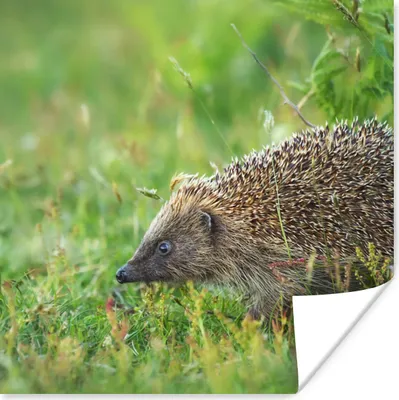 Produktbild von MuchoWow® Poster Igel - Gras - Braun 100x100 cm - Babyzimmer