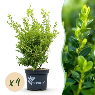 Obrázok produktu pre BetterBuxus živý plot, 4 rastliny na 1 meter, výška 50–55 cm, priemer 19 cm, odolný, dekoratívny