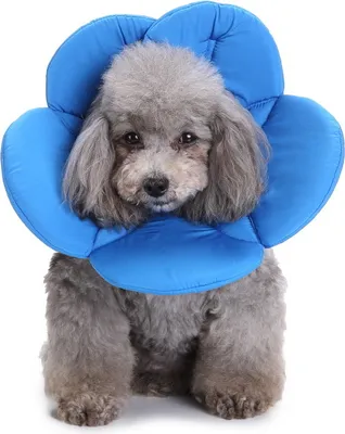 Image de Collier de protection ZELURXX pour animaux de compagnie, collier de protection réglable, forme de fleur, collier de protection pour chat, collier de protection pour chien, taille M