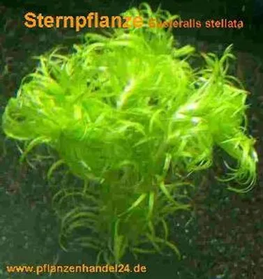 Produktbild von 1 Bund Sternpflanze, Eusteralis stellata, Aquarium
