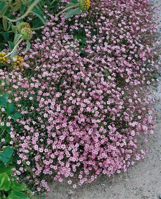 Produktbild von Gypsophila repens 'Rosa Schönheit', Teppichschleierkraut, rosa, ca. 9x9 cm Topf