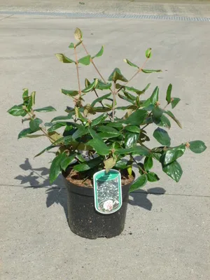 Zdjęcie produktu dla Viburnum burkwoodii - Snowball 40- 60 cm - Pojemnik