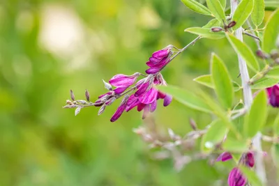 Produktbild von Lespedeza thunbergii, 60–100 cm, rosa Blüten, buschig