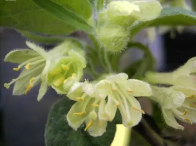 Produktbild von Lonicera kamtschatica Blue Vevet - Sibirische Blaubeere Blue Velvet