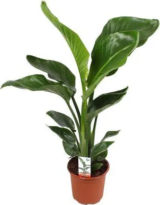 Zdjęcie produktu dla Strelitzia drzewiasta - Strelitzia Nicolai - Kwiat rajskiego ptaka - Ø17cm ↕70cm - tropikalna roślina doniczkowa z egzotyczną dekoracją z liści