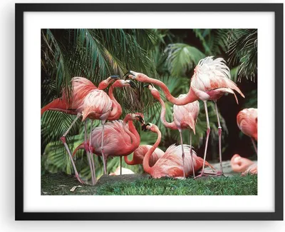 Produktbild von Gerahmtes Poster - Schwarzer Rahmen - Palmen Herde Flamingos - 50x40 cm - Wand Bild - Wanddeko - Wandbilder - Kunstposter - Wandposter - Bilderrahmen - Bilder - Kunstdruck - P2BAA50x40-4804
