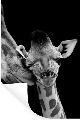 Produktbild von MuchoWow® Wandtattoo Wandsticker Wandaufkleber Tiere - Schwarz - Weiß - Giraffe - Porträt 80x120 cm Selbstklebend und Repositionierbar - Repositionierbar - Wasser abweisend