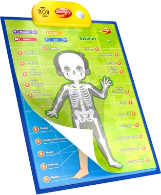 Immagine prodotto di Dumel - S.PRICE Poster didattici - uomo 62395