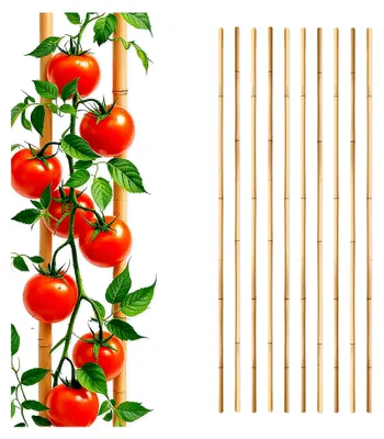 Produktbild von Bambus Pflanzstab für Rankgewächse 105 cm - 10 Stück