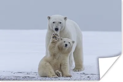 Produktbild von MuchoWow® Poster Eisbär - Kind - Schnee 120x80 cm - Bilder