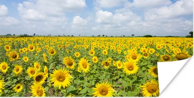 Produktbild von MuchoWow® Poster Sonnenblumen - Blumen - Wolken - Natur - Gelb - Landschaft 40x20 cm - Poster für die Wand - Poster Schlafzimmer