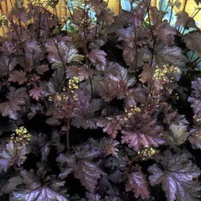 Produktbild von 6 x Silberglöckchen  - Heuchera 'Stormy Seas'  | Topf 9cm x 9cm