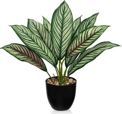 Obrázek produktu pro Umělá dekorativní rostlina Calathea 43 cm zelená s 22 listy v plastovém květináči