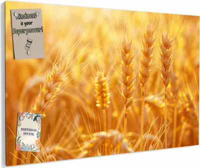 Produktbild von Magnettafel 90x60cm magnetisch & beschreibbar Metall-Board - Sonnenuntergang von Weizenfeld