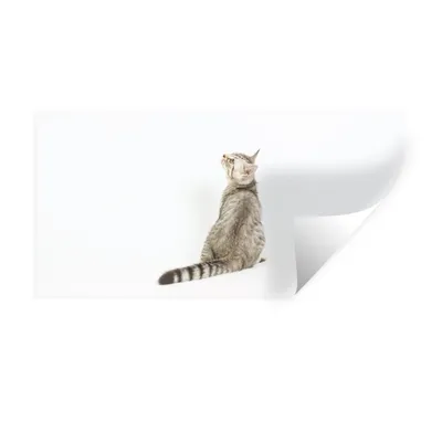 Produktbild von MuchoWow® Wandtattoo Wandsticker Wandaufkleber Katze - Haustiere - Fell 80x40 cm Selbstklebend und Repositionierbar - Aufkleber