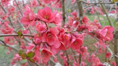 Image de Chaenomeles speciosa 'Umbilicata' / Cognassier du Japon rose