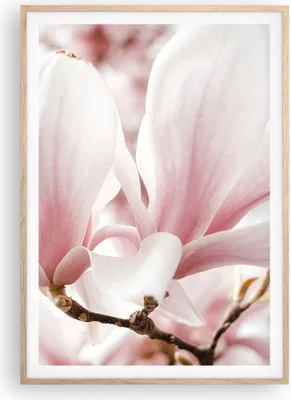 Produktbild von Gerahmtes Poster - Rahmen in heller Eiche - Zweig Magnolie Blume - 70x100 cm - Wand Bild - Wanddeko - Wandbilder - Kunstposter - Wandposter - Bilderrahmen - Bilder - Kunstdruck - P2NPA70x100-4538