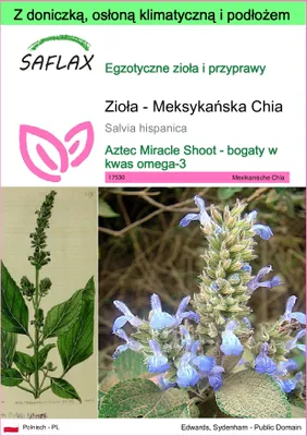 Zdjęcie produktu dla SAFLAX - Garden to go - Zioła - Meksykańska Chia - 500 Nasiona - Z doniczką, pokrywą klimatyczną i podłożem do uprawy - Salvia hispanica