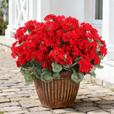 Immagine prodotto di 6 fiori di geranio artificiali - fiori finti rossi per la decorazione della tavola