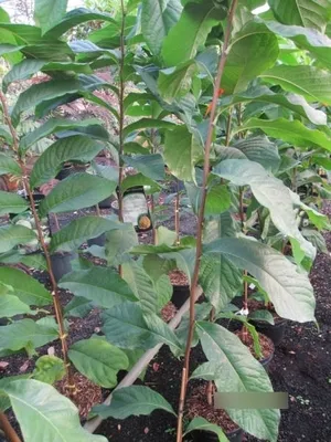 Produktbild von Asimina triloba Marias Joy - Indianerbanane Marias Joy Paw Paw 80-100cm