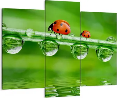 Produktbild von Bild auf Leinwand - Leinwandbild - Marienkäfer Wasser Grün Umwelt - 130x100cm - Wand Bild - Wanddeko - Leinwanddruck - Bilder - Kunstdruck - Leinwand bilder - Wandkunst - CB130x100-2661