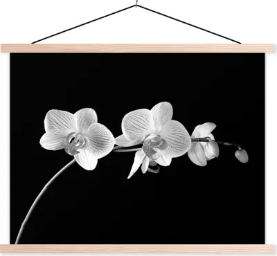 Produktbild von MuchoWow® Textilposter Orchidee - Blumen - Schwarz - Rosa - Knöpfe 40x30 cm mit holzfarbenen Rahmen - Bilder