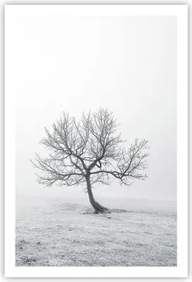Produktbild von Poster - Poster ohne Rahmen - Baum Feld Natur - 61x91,5 cm - Wand Bild - Wanddeko - Wandbilder - Kunstposter - Wandposter - Bilder - Kunstdruck - Wanddekoration - Wandbild - P2XPA61x91-3683