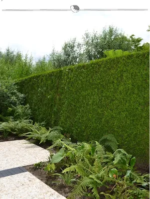 Produktbild von Lebensbaum Thuja Brabant 200-225 cm, 5x Heckenpflanze