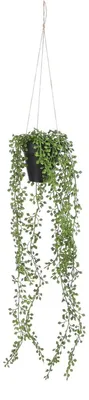 Zdjęcie produktu dla Mica Decorations Senecio wisząca sztuczna roślina w doniczce - H68 x Ø9 cm - Zielony