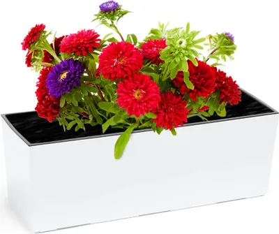A white planter box filled with colorful flowers, including red, purple, and green asters.