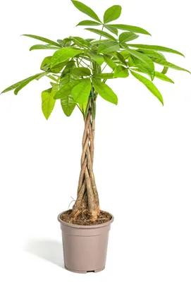 Produktbild von Pachira Aquatica Geldbaum in Ø19cm Topf - edle Pflanzen für Ihr Zuhause, Höhe 80c