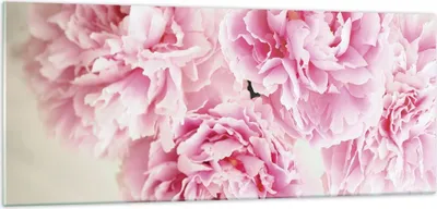 Produktbild von Bilder auf glas - Einteilig - Pfingstrosen Blumenstrauß Blumen - 100x40cm - Glasbilder - Wandbilder - Bilder - Wanddekoration aus Glas - Glas Bilder - Wandbild auf Glas - GAB100x40-4961