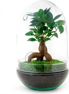 Produktbild von Urbanjngl Flaschengarten Egg XL Bonsai - 30 cm