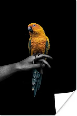 Produktbild von MuchoWow® Poster Vogel - Zweig - Papagei 20x30 cm - Papierdruck