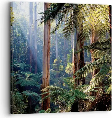 Produktbild von Bild auf Leinwand - Leinwandbild - Einteilig - Morgendämmerung Bäume Wald - 30x30cm - Wand Bild - Wanddeko - Wandbilder - Leinwanddruck - Bilder - Wanddekoration - Leinwand bilder - AC30x30-4403